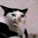 tothearkangel avatar