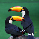 toucan-addict avatar