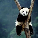 traces-of-blue avatar