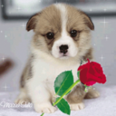 tranquilino222 avatar