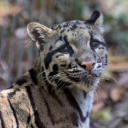 trans-duckling avatar