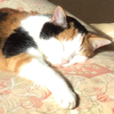 trans-fan-boy avatar