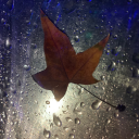 transcendental-lesbian avatar