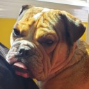 translucentsplash avatar