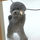 transmascxielian avatar