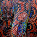 transparent-reptiles avatar