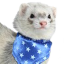 transparentus avatar