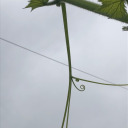 trashhhprince avatar