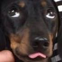 trashi-muffin avatar