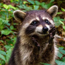 trashpandacraft avatar