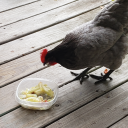 trashpandamama avatar