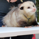 traumatized-doggy avatar