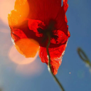 traveler-free avatar