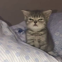 travelingstargazer avatar