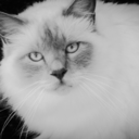 travelling-this-world avatar