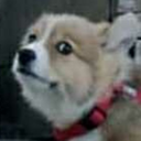 treewagoncolor avatar