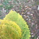 trembling-treewitch avatar