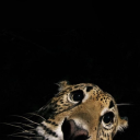 tremblingafterdark avatar