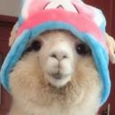 tremendouslykawaiillama avatar