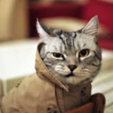 trenchcoatcat avatar