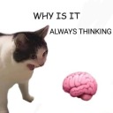 triibulinekiisu avatar