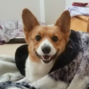 trixie-the-corgi avatar