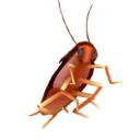 troglodyte-smash avatar