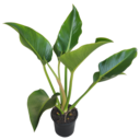 tropicalhouseplants avatar