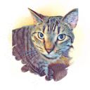 troublethetabbybackup avatar