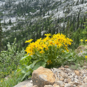 tttrrraaassshhh avatar