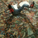 tumblingbling avatar