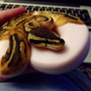 tundrapython avatar