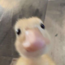 turtle-town14 avatar