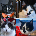 tuxedocatquartet avatar