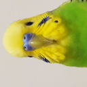 tweetapocalypse avatar