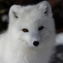 twilit-kitsune avatar