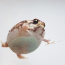 two-faced-clown avatar