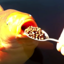 two-golden-koi-fish avatar