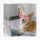 typingcorgi avatar