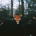 typingwithhooves avatar