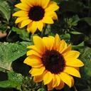 ukuleles-and-roses avatar