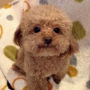 umudakusenkadin avatar