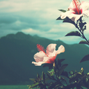 unbloomedlives avatar