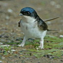 uncreativekilu avatar