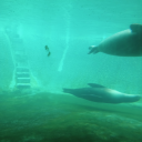 undertakers-witchy-mermaid avatar