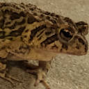 undertakersmom20 avatar