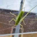 unfocused-angel avatar