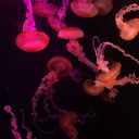 unholymuffins avatar