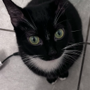 unicornicopia avatar