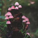 unimpressedprincess avatar